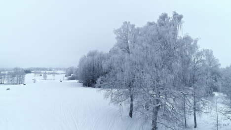A-cold-winter-day-with-frost-on-the-branches-of-the-trees---ascending-aerial-flyover