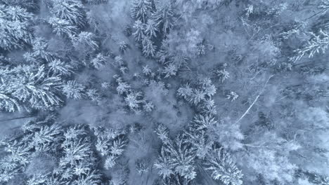Fir-tree-forest-during-heavy-snowfall,-Aerial-view