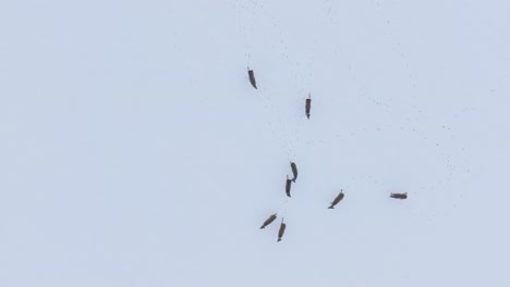 Vista-Aérea-De-Pájaro-Del-Grupo-Europeo-De-Corzos-Corriendo-En-El-Campo-Agrícola-Cubierto-De-Nieve,-Día-De-Invierno-Nublado,-Disparo-De-Drones-En-órbita-De-Gran-Angular