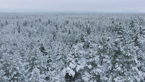 Aerial-establishing-footage-of-trees-covered-with-snow,-Nordic-woodland-pine-tree-forest,-calm-overcast-winter-day,-wide-drone-shot-moving-backward