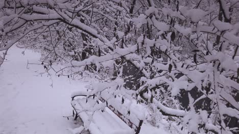 Blick-Nach-Unten-Durch-Schneebedeckte-Äste-Und-Winterliche-Parkbank-Im-Polnischen-Naturschutzgebiet-Niebieskie-Zrodla