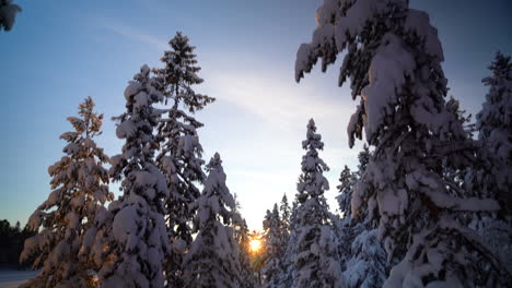Tiro-Inclinado-Hacia-Abajo-De-árboles-Cubiertos-De-Nieve-En-Un-Bosque-ártico-Durante-La-Puesta-De-Sol