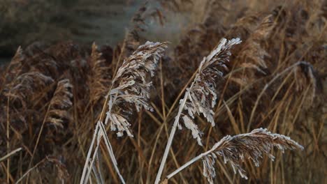 Closeup-of-frost-covered-vegetation.-Netherlands.-Winter