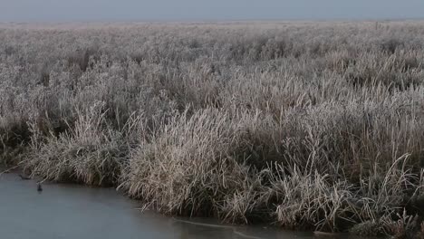 Marsh-in-winter.-Wadden-Sea.-Netherlands
