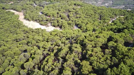 Aerial-view-of-a-beautiful-forest-in-Agia-Marina-on-a-sunny-day