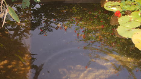 Fish-pond-with-aquatic-plants-and-the-reflection-of-a-bush-with-red-flowers---a-stone-is-thrown-and-creates-ripples-in-the-water