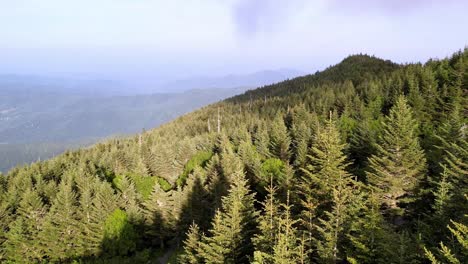 árboles-De-Coníferas-A-Lo-Largo-De-La-Ladera-De-La-Montaña-Blue-Ridge-En-La-Cordillera-De-Los-Apalaches