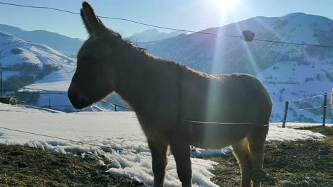Donkey-looking-for-grass-to-eat-during-winter-when-snow-is-on-the-field-at-the-mountain-in-France-Alps