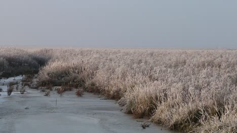 Frostbedeckte-Vegetation-Auf-Marschland-Am-Wattenmeer