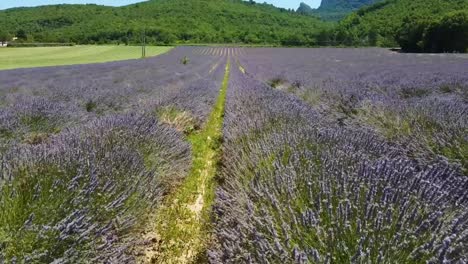 Drone-shot-over-a-lavender-field-in-Provence,-France