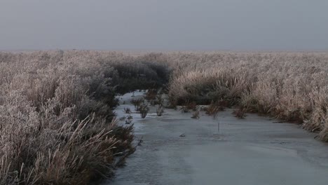 Marshland-with-frost-covered-vegetation.-Wadden-Sea.-Netherlands