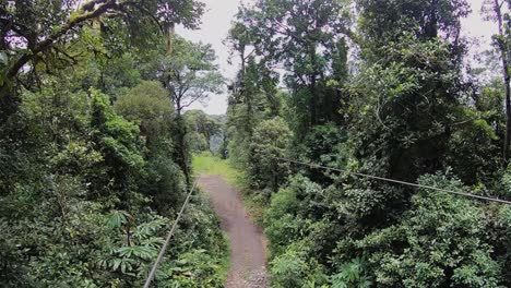 Dosel-En-La-Selva-Tropical-De-Monterverde-En-Costa-Rica