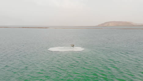salt-island-tree-in-the-Dead-Sea,-Israel---pull-back-dron-shot
