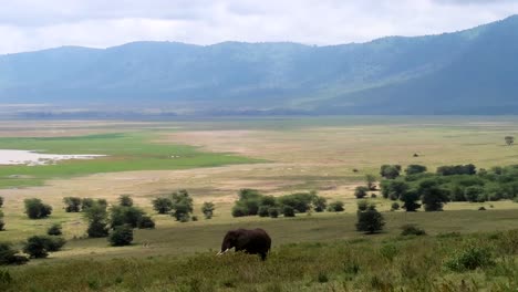 Sensational-view-of-lonely-African-Elephant-walking-on-vast-Ngorongoro-Crater