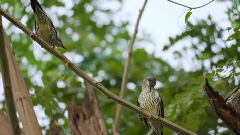Pájaros-Estorninos-Brillantes-Asiáticos-Inmaduros-Donde-Se-Posan-En-La-Ramita