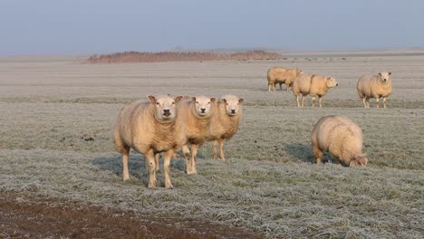 Flock-of-Sheep-on-frost-covered-grassland-by-the-Wadden-Sea