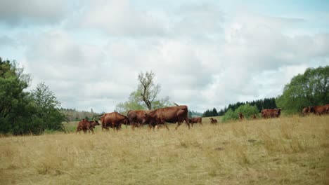 Brown-Cows-On-Sloped-Ground-Standing-Around-And-Grazing