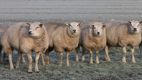 Flock-of-Sheep-on-grassland-near-the-Wadden-Sea