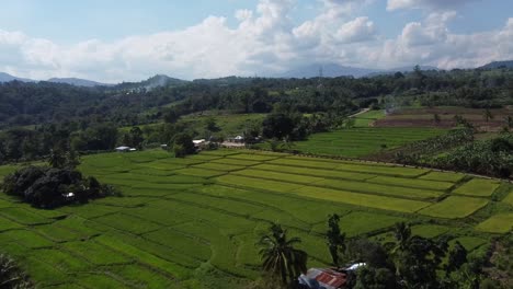Aerial-shot-of-Rice-Field