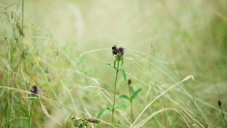 Biene-Sammelt-Pollen,-Bevor-Sie-Auf-Der-Gartenwiese-Wegfliegt