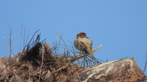 House-Sparrow-in-tree-.-nest-