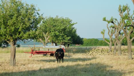 Eine-Einzelne-Schwarze-Kuh,-Die-Auf-Dem-Feld-Weidet,-Mit-Einem-Vogelschwarm,-Der-Im-Hintergrund-Fliegt