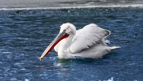 Dalmatian-pelican-Swimming-on-Icy-Water-in-Winter---Tracking-close-up