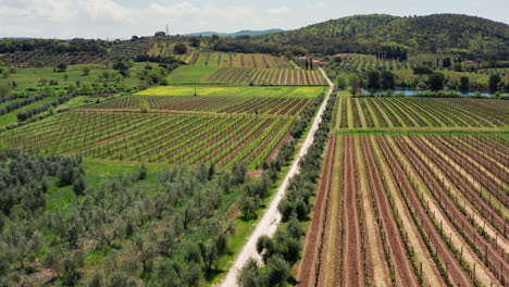 Vineyard-agricultural-fields-in-the-countryside