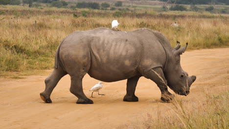 White-Rhino-crosses-dirt-road-between-grassland-while-cattle-egret-sits-on-back