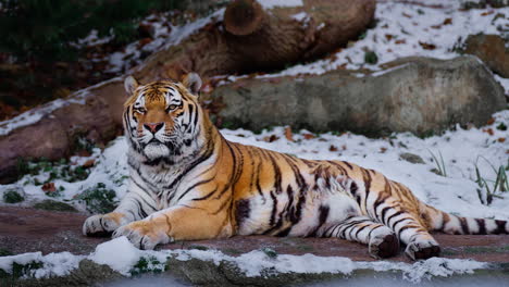 Männlicher-Sibirischer-Tiger-Oder-Amur-tiger,-Der-Sich-Im-Winter-Auf-Schneebedecktem-Boden-Entspannt