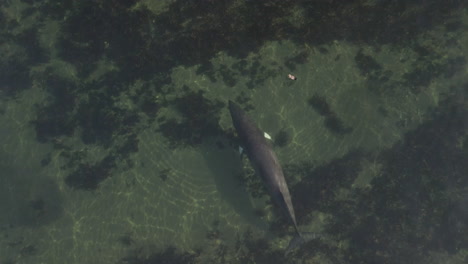 Minke-whale-swimming-in-shallow-water-in-eastern-Quebec