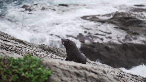 Baby-seal-pup-sitting-on-rocks-alone-while-waves-crash-in-from-behind-causing-swell-and-waterfalls