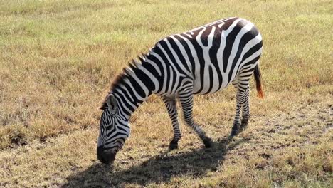 Einsames-Zebra,-Das-Vom-Trockenen-Boden-Der-Savanne-Weidet
