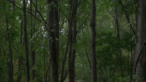 árboles-Verdosos-Oscuros-En-El-Bosque