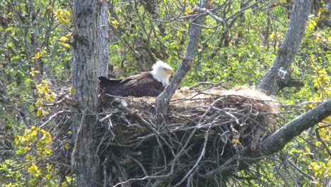 A-mother-bald-eagle-takes-care-of-ner-baby-eagle-chick-in-an-eagle-nest-in-Alaska