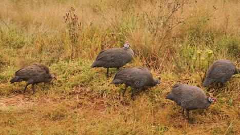 Helmeted-Guineafowls-grazing-in-African-savannah-grass