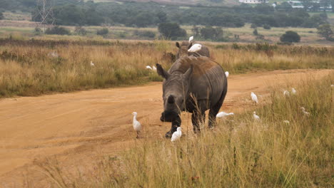 El-Rinoceronte-Blanco-Camina-Por-Un-Largo-Camino-De-Tierra-A-Través-De-Una-Bandada-De-Garcillas-Bueyeras