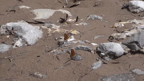 Butterflies-basking-in-the-sun-on-the-ground-on-the-side-of-a-river