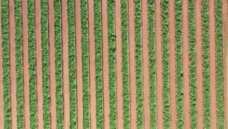 Top-Down-Aerial-view-of-Agriculture-Fields