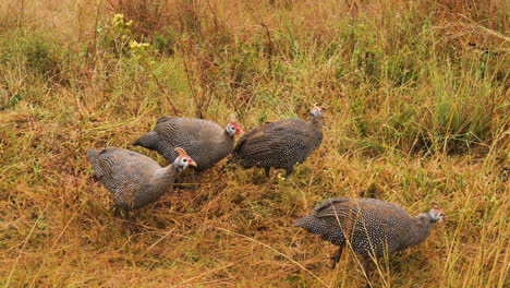 Behelmte-Perlhühner,-Die-Im-Afrikanischen-Savannengras-Spazieren-Gehen,-Nahaufnahme