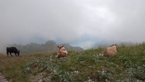 Cows-grazing-on-alpine-pasture-with-view-on-Brienz-lake,-Switzerland-on-cloudy-day