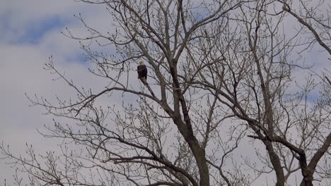 A-panning-shot-of-a-Midwest-bald-eagle-nest-and-the-eagle-sitting-high-in-the-treetops