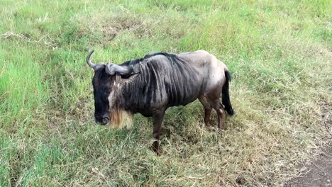 Lonely-wildebeest-grazing,-shakes-its-head-then-runs-away-as-got-scared