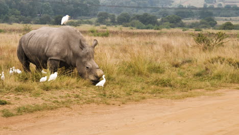 White-Rhino-grazing-in-grassland-accompanied-by-cattle-egrets-by-sand-road