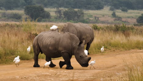 Slow-motion:-White-Rhinos-crosses-dirt-road-amidst-cattle-egrets
