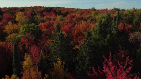 Aerial-drone-shot-flying-above-the-burnished-colored-autumn-tree-tops-of-a-forest-on-a-beautiful-day-outdoors-in-nature,-Canada