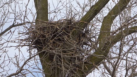 A-large-bald-eagle-nest-in-the-midwest