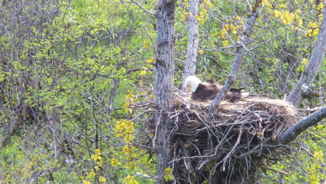 A-closeup-shot-of-a-bald-eagle-sitting-in-her-eagle-nest-attending-to-her-baby-eagle-chick-in-Alaska