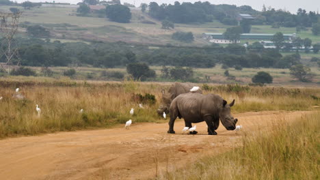 Slow-motion:-White-Rhino-and-cattle-egrets-walk-across-dirt-road