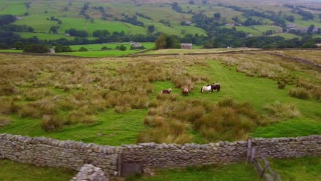 Luftaufnahme-Rotierende-Wilde-Shetland-Ponys-Auf-Yorkshire-Dales-Mooren